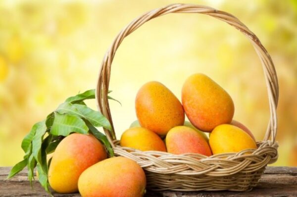 alphonso mango